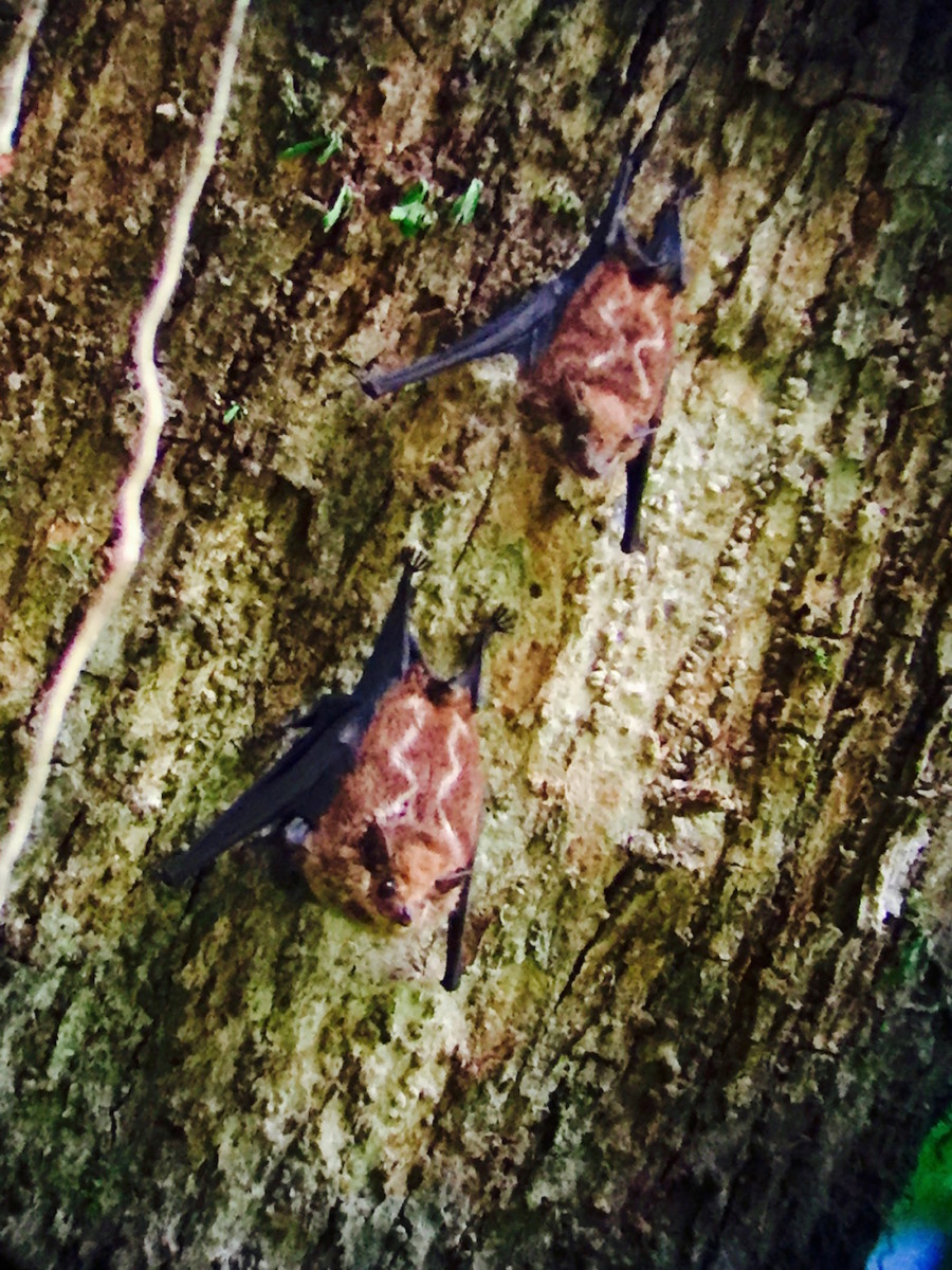 Two bats at Manuel Antonio National Park