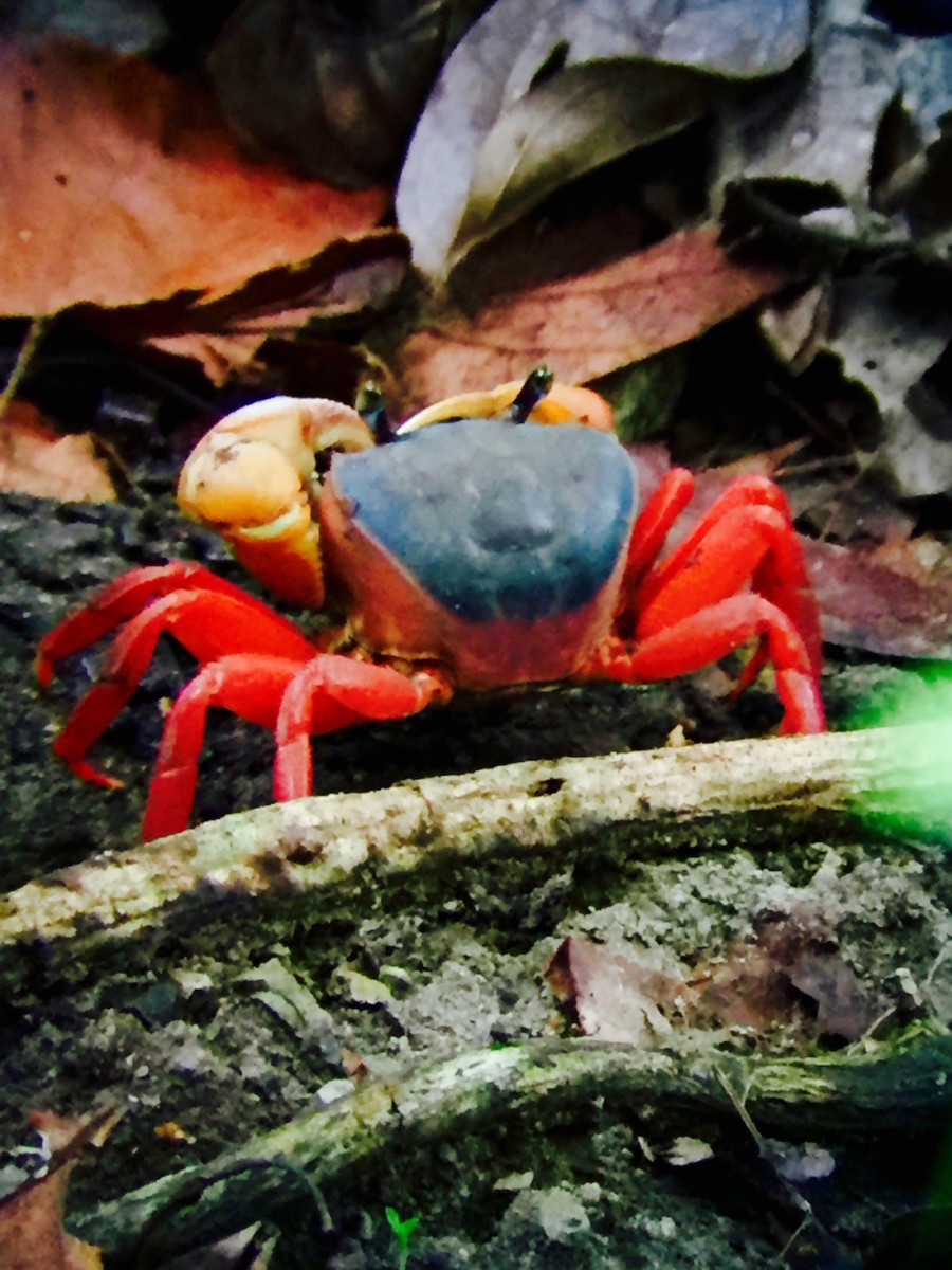 Crab at Manuel Antonio National Park