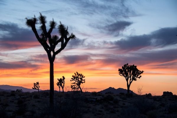 Heading to Joshua Tree National Park but don't want to hike the whole time? I've got you! These are the best things to do in Joshua Tree besides hike.