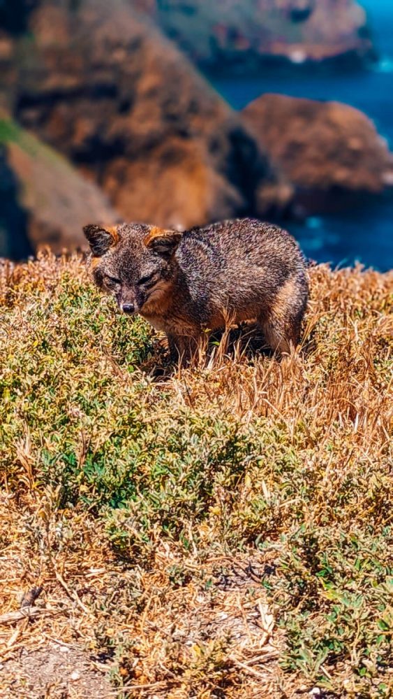 Planning a day trip to Channel Islands National Park? I got you! This is the perfect one day Channel Islands Itinerary.